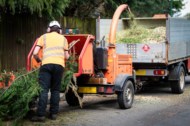 Reliable Andrews, SC Tree Service Solutions